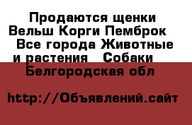 Продаются щенки Вельш Корги Пемброк  - Все города Животные и растения » Собаки   . Белгородская обл.